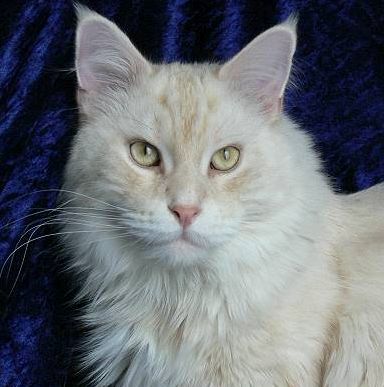 Kimba